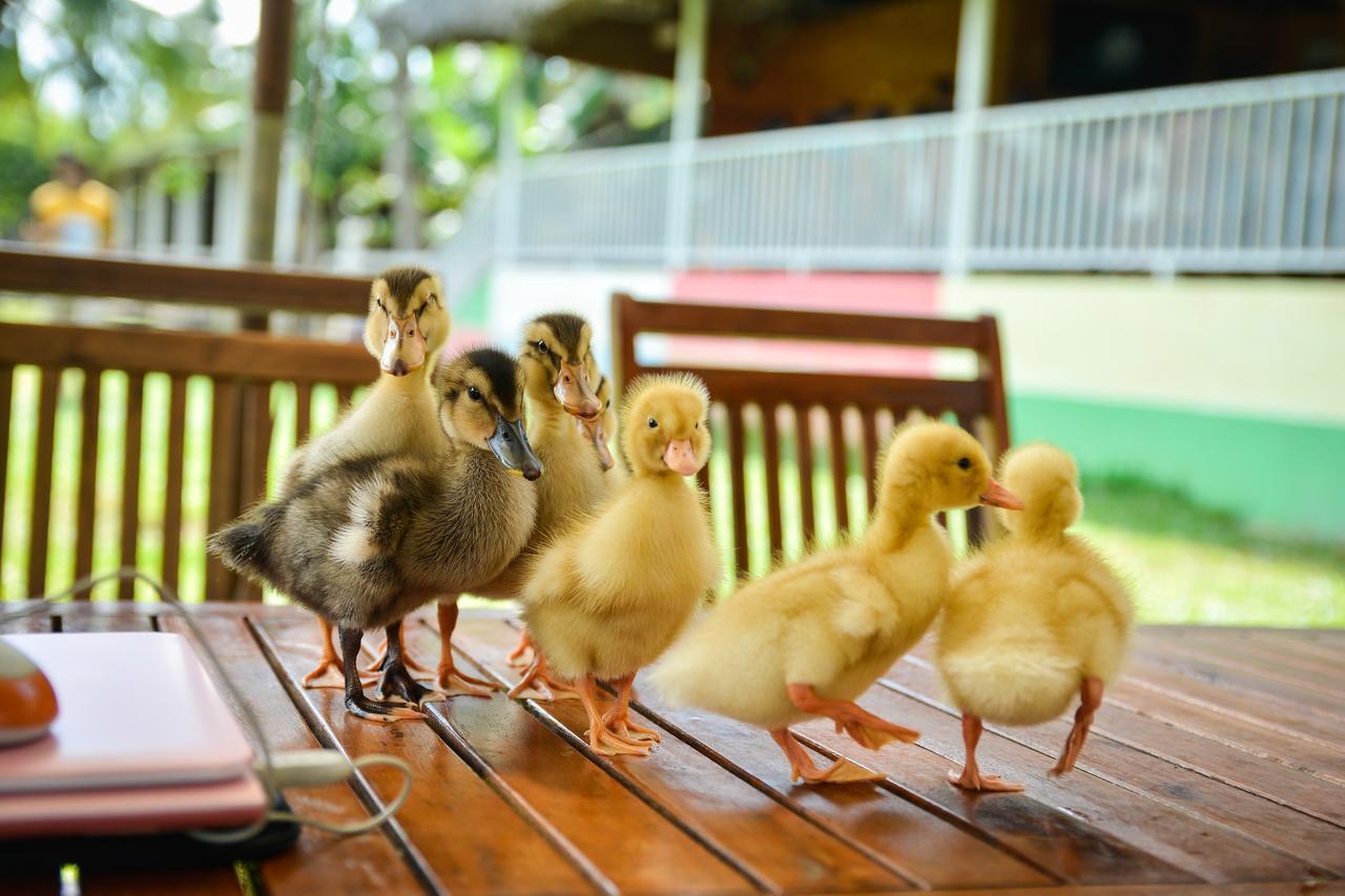 Happy Farm Tien Giang Homestay My Tho Exteriér fotografie